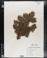 Abies balsamea image