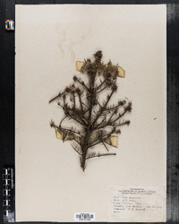 Image of Picea purpurea