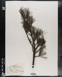 Image of Pinus cembra