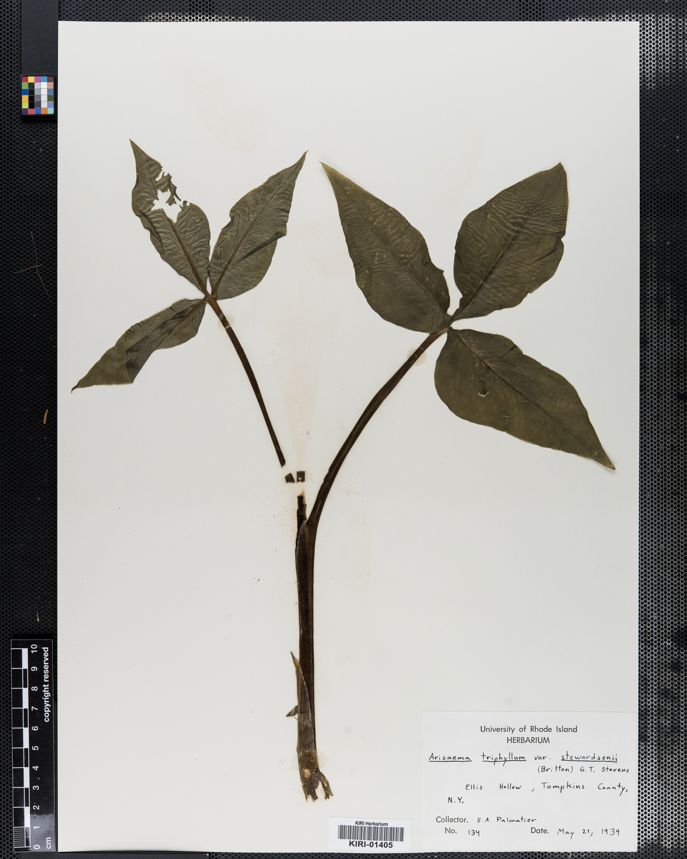 Arisaema triphyllum var. stewardsonii image