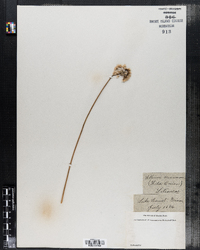 Image of Allium cernuum