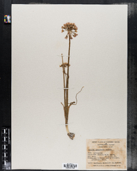 Image of Allium nevadense