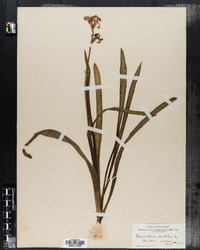 Image of Hyacinthus orientalis