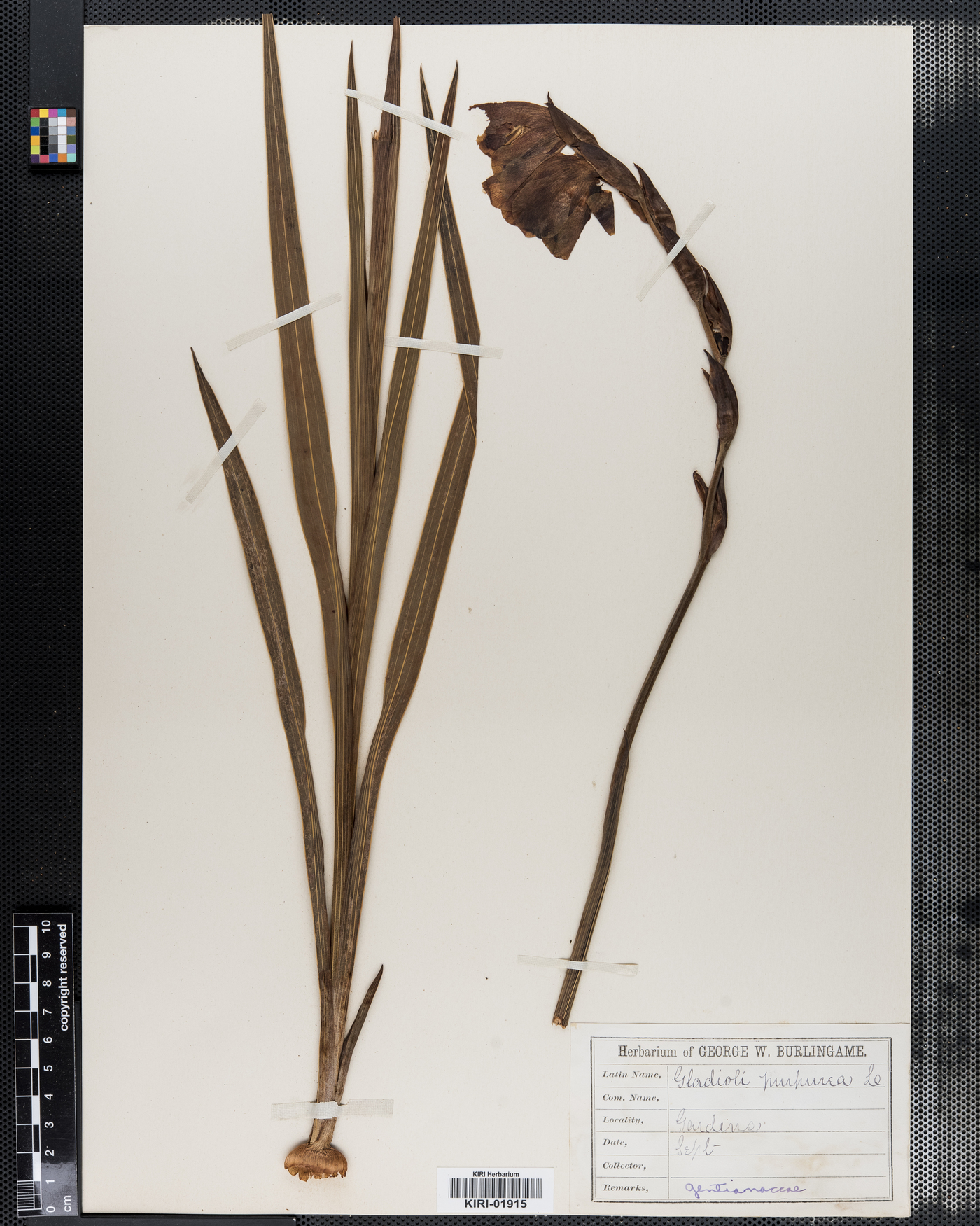 Gladiolus purpureus image