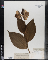 Image of Cypripedium spectabile
