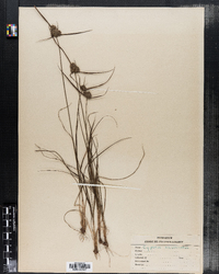 Cyperus acuminatus image