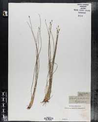 Eleocharis compressa image