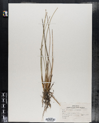 Eleocharis rostellata image