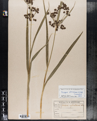 Scirpus atrovirens image