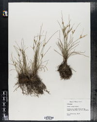 Juncus tenuis image