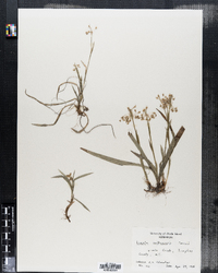 Luzula acuminata ssp. acuminata image