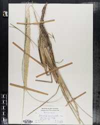 Ammophila breviligulata image