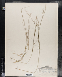 Aristida basiramea image