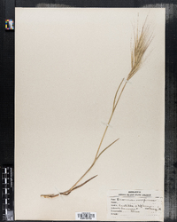 Bromus diandrus ssp. rigidus image