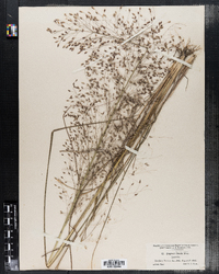 Image of Eragrostis trichodes