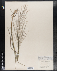 Leptochloa panicea ssp. brachiata image
