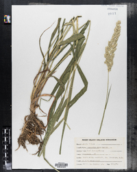 Phalaris arundinacea image