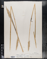 Triticum aestivum image