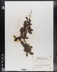Image of Berberis laxiflora