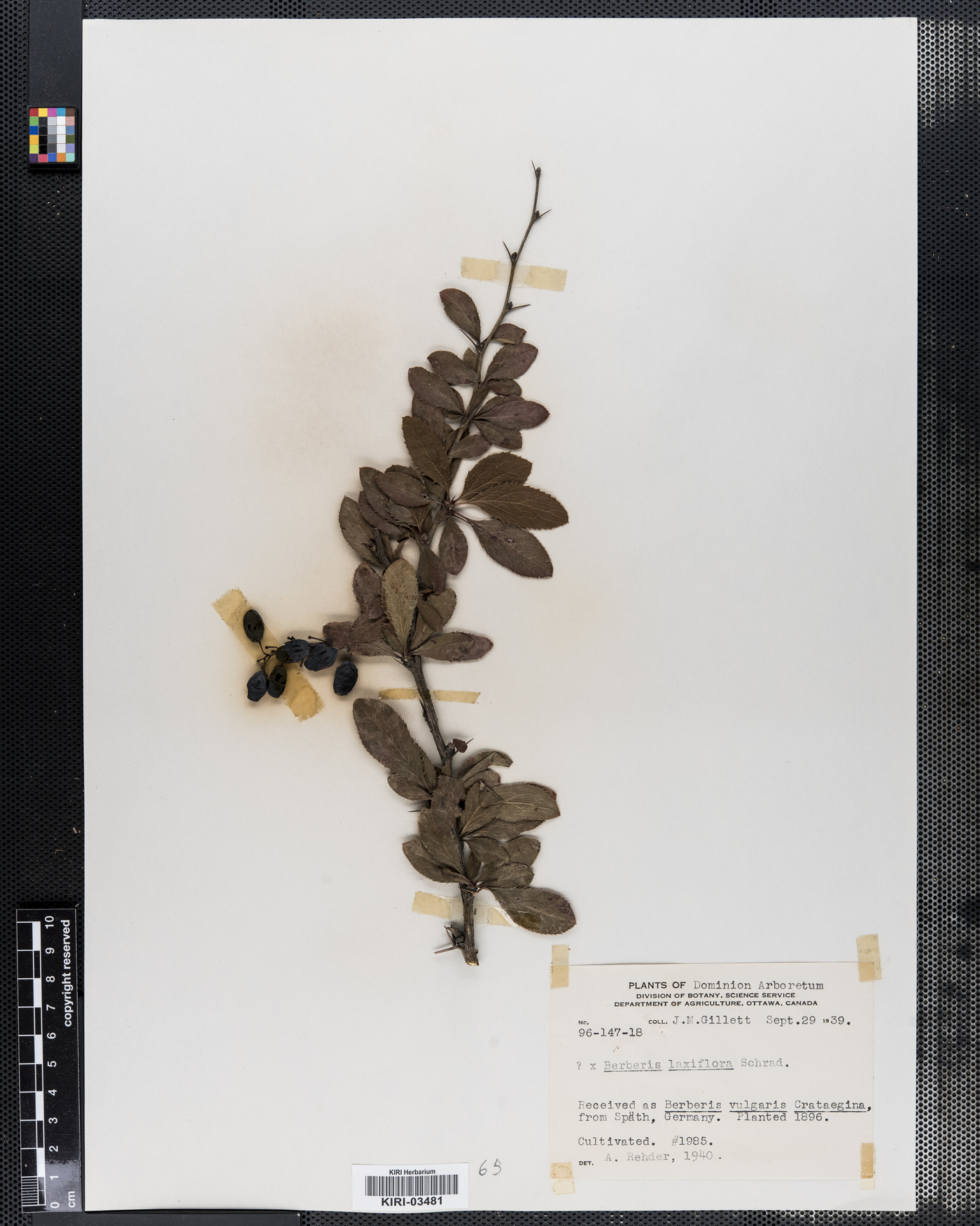 Berberis laxiflora image