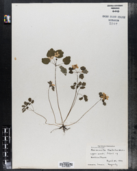 Thalictrum thalictroides image