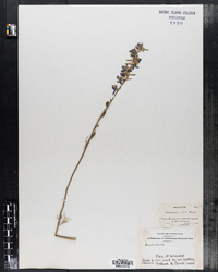 Delphinium carolinianum ssp. carolinianum image