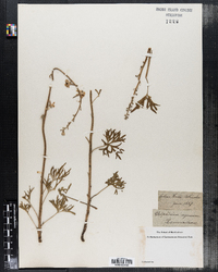 Delphinium carolinianum ssp. carolinianum image