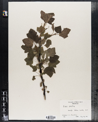 Image of Ribes saxatile
