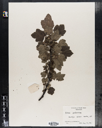 Ribes petraeum image