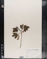 Ribes floridum image