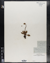 Saxifraga rivularis subsp. rivularis image