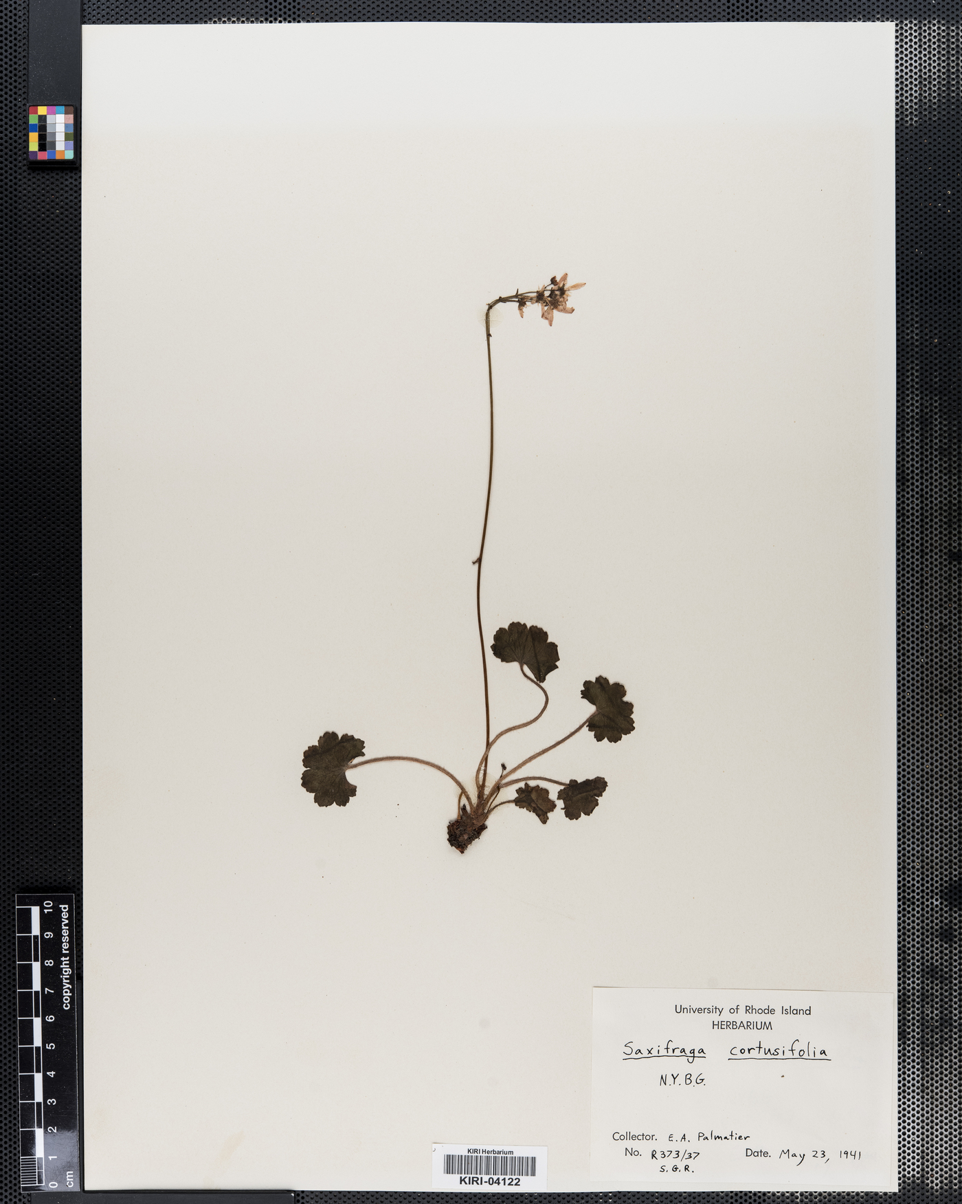 Saxifraga cortusifolia image