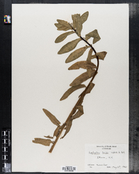 Image of Euphorbia lucida