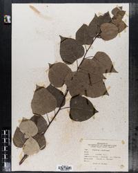Populus balsamifera ssp. balsamifera image