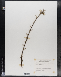 Salix fragilis image