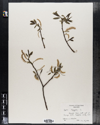 Salix fragilis image
