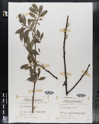 Salix daphnoides image