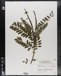 Amorpha fruticosa var. crispa image