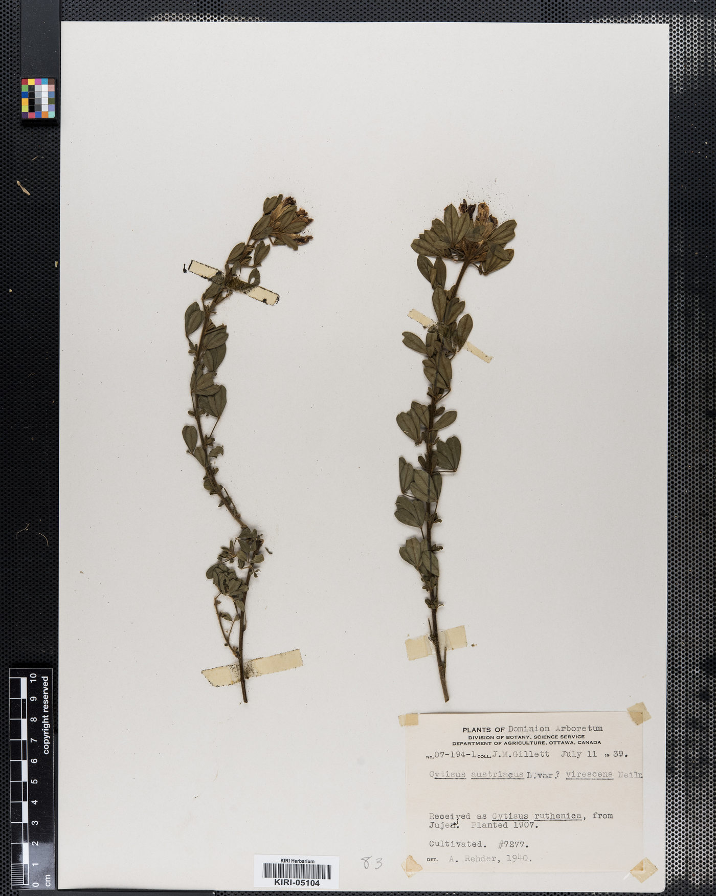 Cytisus austriacus var. virescens image