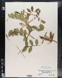 Lathyrus japonicus var. glaber image