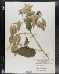 Image of Lunaria rediviva