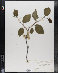 Ulmus carpinifolia image