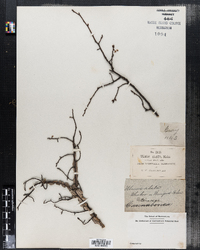 Ulmus alata image