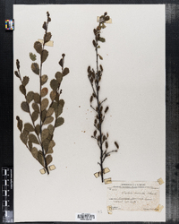Image of Betula humilis