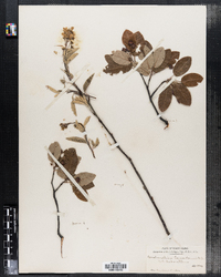 Amelanchier canadensis image