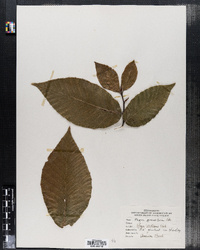 Fagus grandifolia image