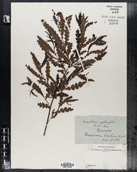 Image of Comptonia asplenifolia