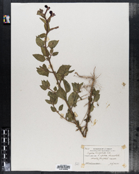 Image of Cuphea lanceolata