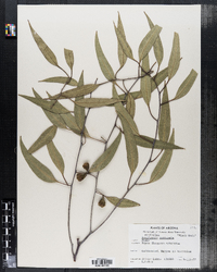 Image of Eucalyptus corrugata