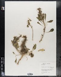 Camissonia boothii ssp. decorticans image